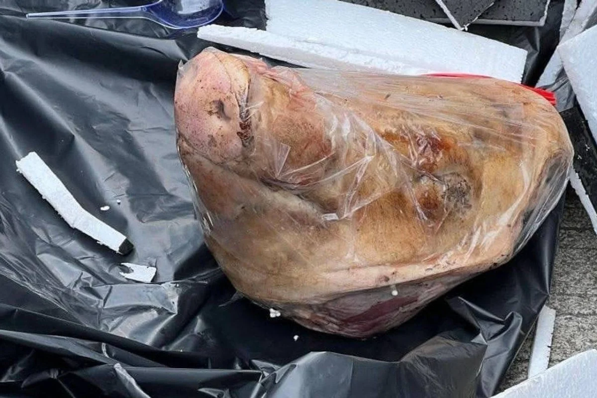 Indonesian Journalist Intimidated with Pig’s Head as Media Crackdown Deepens