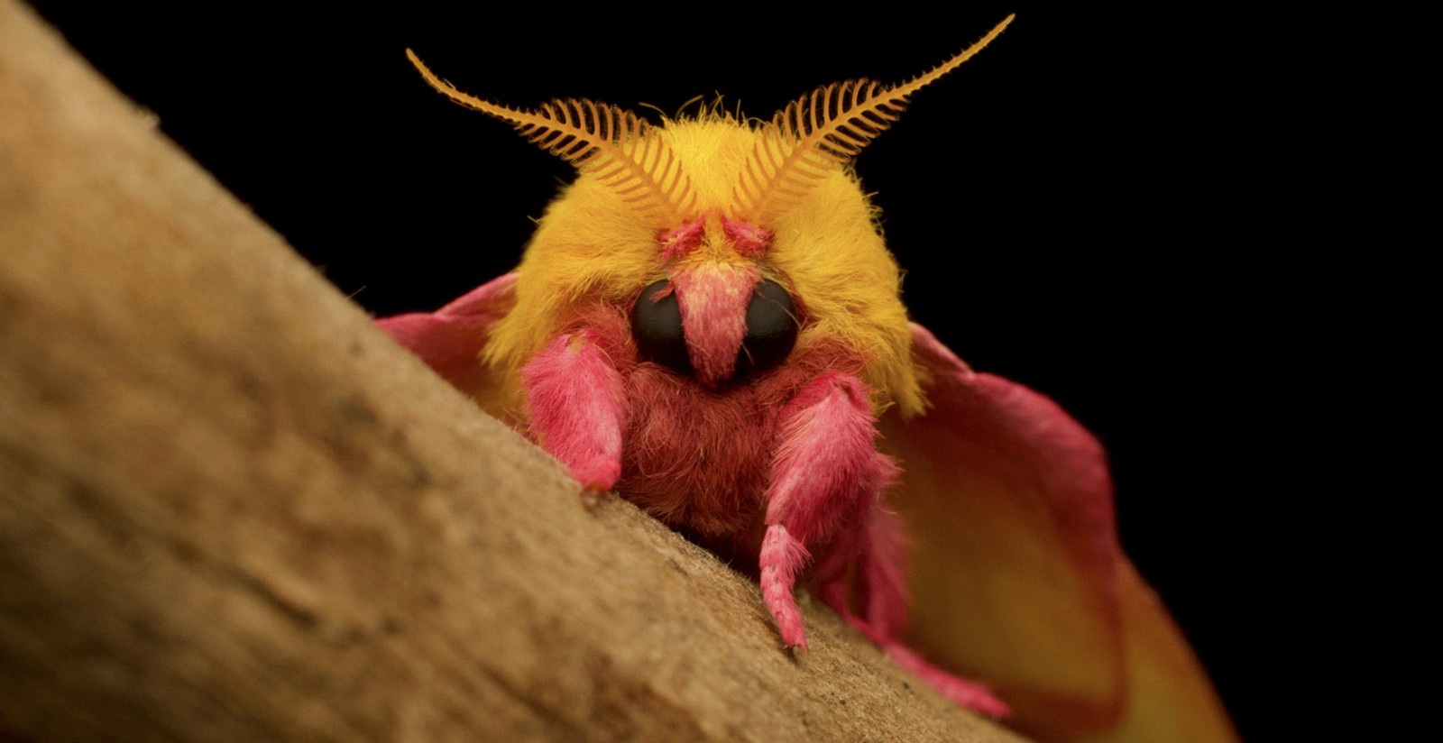 Why Journalists Should Write About Insects